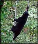 Momma Bear climbs the pole