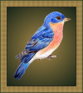 Eastern Bluebird