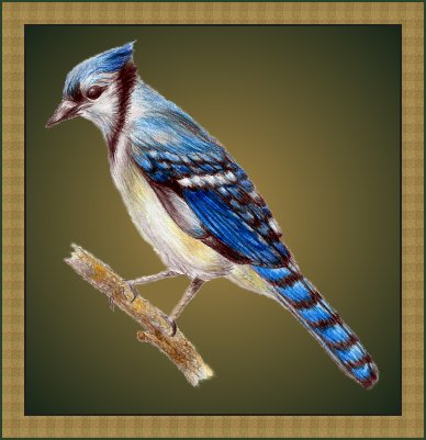 Blue Jay