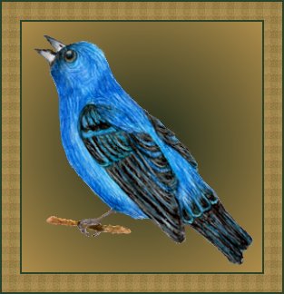 Indigo Bunting