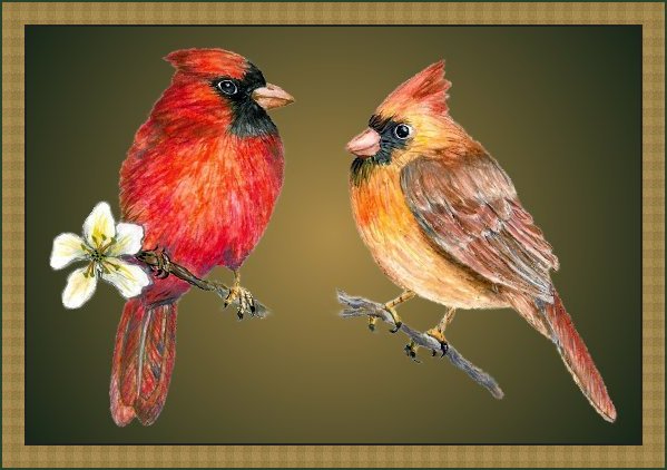 Northern Cardinals