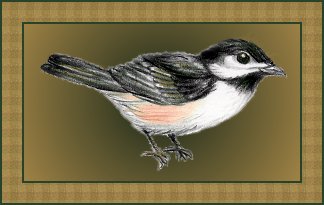 Black-capped Chickadee