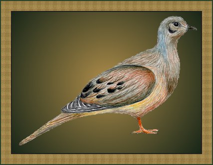 Mourning Dove