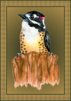 Downy Woodpecker