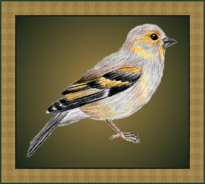 American Goldfinch