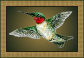 Ruby-throated Hummingbird