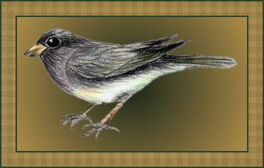 Dark-eyed Junco