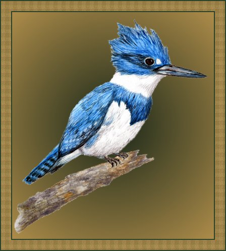 Male Belted Kingfisher