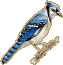 Blue Jay