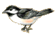 Black-capped Chickadee