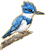 Belted Kingfisher