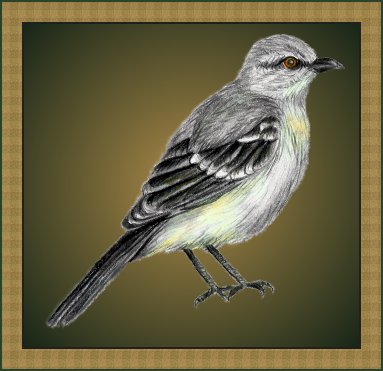 Northern Mockingbird