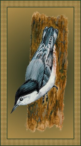 White-breasted Nuthatch