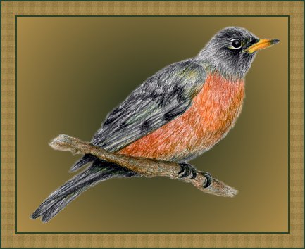 American Robin