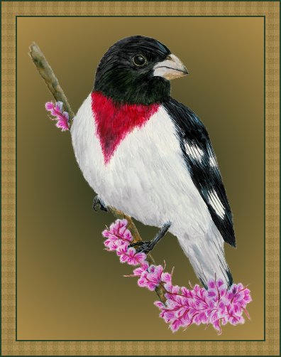 Rose-breasted Grosbeak