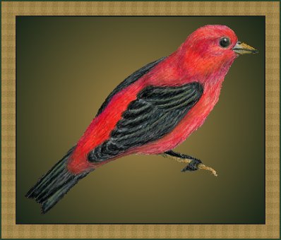 Scarlet Tanager