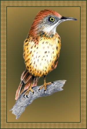 Brown Thrasher