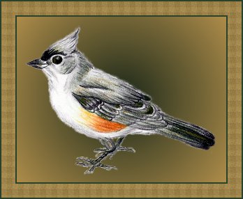 Tufted Titmouse