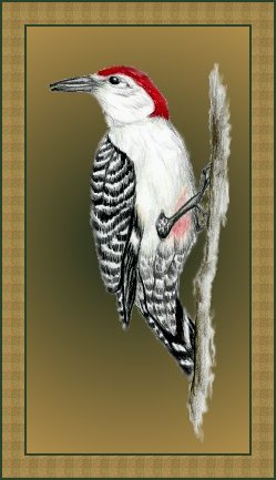 Red-bellied Woodpecker