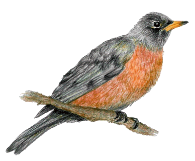 American Robin