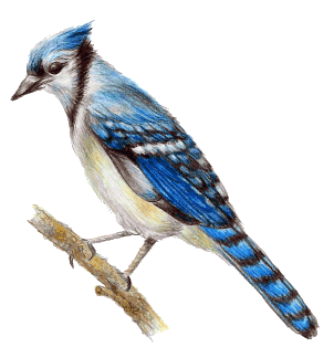 Blue Jay