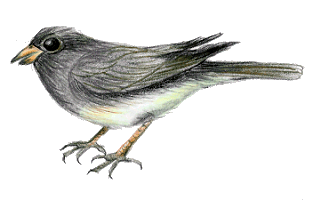 Dark-eyed Junco