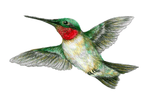 Ruby-throated Hummingbird