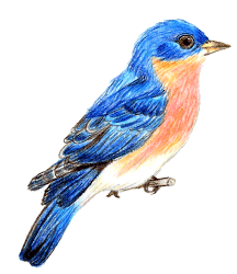 Eastern Bluebird