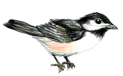 Black-capped Chickadee