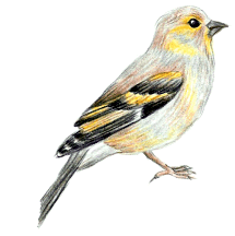 American Goldfinch