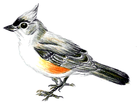 Tufted Titmouse