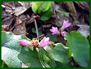 Trailing Arbutus