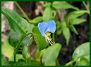 Asiatic Dayflower