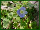 Birdseye Speedwell