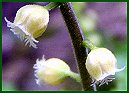 Bishop's Cap