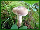 Bitter Bolete