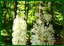 Black Cohosh