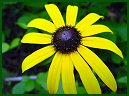 Black-eyed Susan