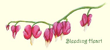 Bleeding Heart