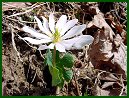 Bloodroot