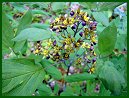 Blue Cohosh