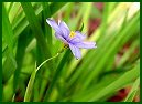 Pointed Blue-eyed Grass