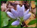 Bottle Gentian