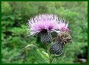 Bull Thistle