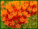 Butterfly Weed