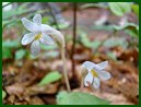 One-flowered Cancer Root