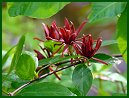 Carolina Allspice