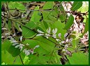 Carolina Vetch