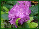 Catawba Rhododendron in June