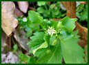 Chickweed